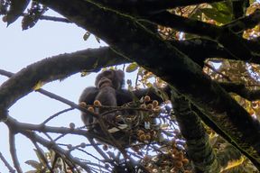 Urinproben verraten st&auml;ndigen Alkoholkonsum von Schimpansen