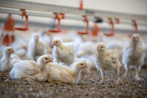 Newcastle-Krankheit breitet sich in Gefl&uuml;gelh&ouml;fen aus