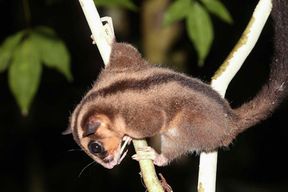 6000 Jahre galten diese Beuteltiere als ausgestorben, jetzt haben Forschende sie wiedergefunden