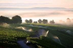 In einigen Jahrzehnten k&ouml;nnten in Franken Oliven wachsen