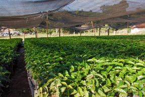 Starkregen bedroht Kaffeeproduktion in Brasilien