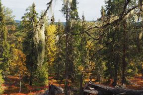 Urw&auml;lder speichern viel mehr Kohlenstoff als gedacht