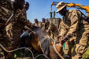 Erstmals seit 43 Jahren leben wieder Nash&ouml;rner in Ugandas Kidepo-Tal