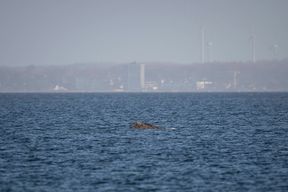 Buckelwal erneut gestrandet &ndash; Rettungsaktion am Sonntag geplant