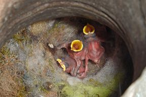 Gute Eltern sterben fr&uuml;her &ndash; jedenfalls im Tierreich