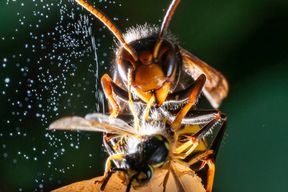 Asiatische Hornisse breitet sich in Deutschland weiter aus