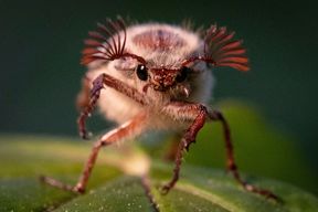 Fliegt, 500 Millionen Maik&auml;fer, fliegt