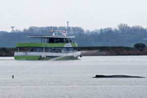 Gestrandeter Wal &ndash; Minister gibt gr&uuml;nes Licht f&uuml;r weiteren Rettungsversuch