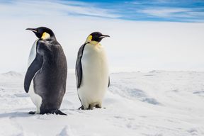 Der Kaiserpinguin gilt jetzt als stark gef&auml;hrdet