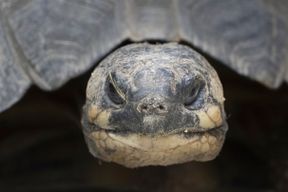 Was wollten Neandertaler in Sachsen-Anhalt mit Schildkr&ouml;ten?