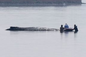 Helfer spritzen Wasser auf den Buckelwal &ndash; Rettungsaktion l&auml;uft