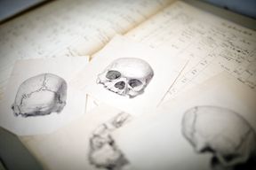 Berliner Museum will fast 600 Sch&auml;del zur&uuml;ckgeben