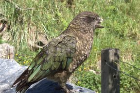 Behinderter Papagei setzt sich mit neuer Kampftechnik durch