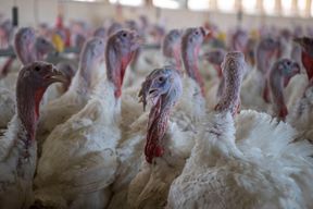 Bundesverwaltungsgericht entscheidet f&uuml;r bessere Haltung im Putenstall