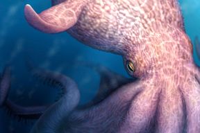 &Uuml;berreste von 19 Meter langem Kraken entdeckt