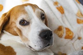 Als die Hunde zu den Menschen zogen, schrumpfte ihr Gehirn
